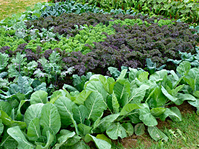 Cabbage, chard, collard greens, endive, lettuce, kale, mustard greens,  asparagus, spinach, and watercress p…