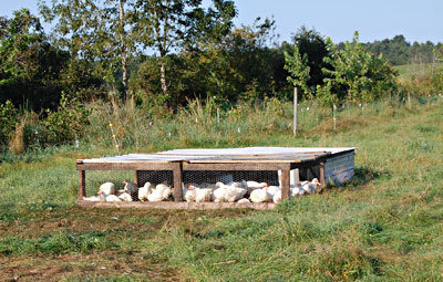 Grassland Farm poultry