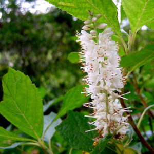 Clethra alnifolia