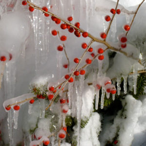 Winterberry (Ilex verticillata) in winter