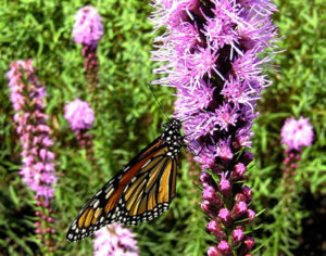 Liatris and a Monarch butterfly