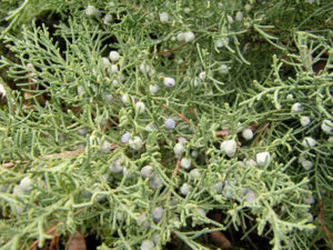 Juniper berries