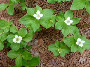 Bunchberry (Cornus canadensis) in flower