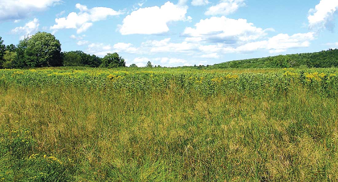 Grassland Improvement for Gardeners Maine Organic Farmers and Gardeners