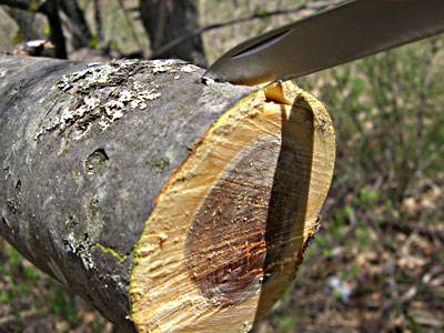 Cut into the bark