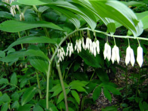 Solomon’s seal (Polygonatum biflorum)