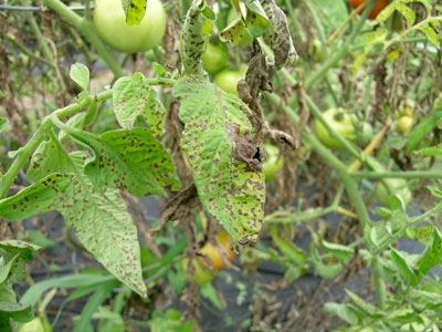 Tomato Diseases - Maine Organic Farmers and Gardeners
