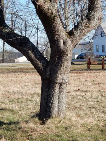 This tree shows a very old graft union. When you discover an apple tree, the first step is to figure out if it has been grafted or not.