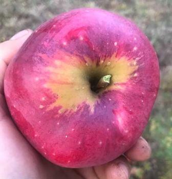 Wolf River apple. Jacob Mentlik photo.