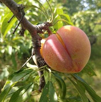 Peach on MOFGA grounds