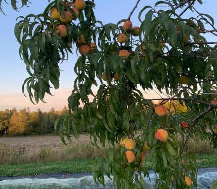 The branches of a peach tree.