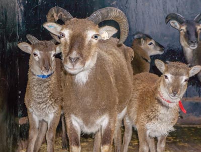 Soay sheep at Beau Chemin Preservation Farm