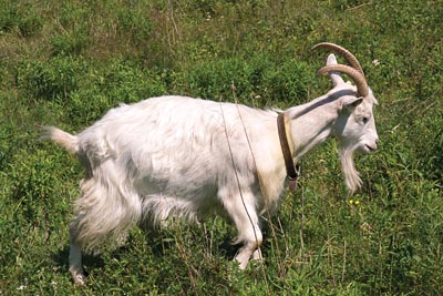 Icelandic cashmere dairy goat at Beau Chemin Preservation Farm