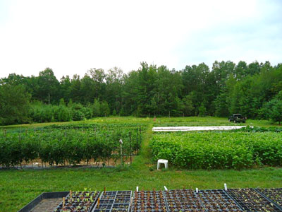 Tasha Brodeur uses cover crops extensively at Tasha’s Veggies.