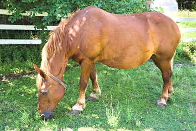 Suffolk Punch draft horse at Beau Chemin Preservation Farm