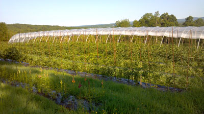 Living mulches improve soil and reduce weed pressure at Bahner Farm. 