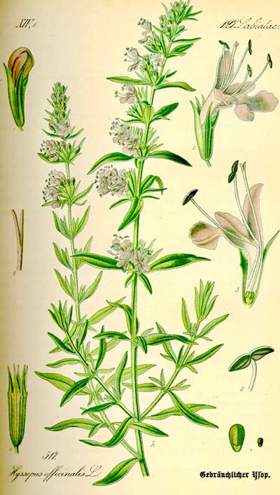 Hyssop officinalis, from Prof. Dr. Otto Wilhelm Thomé “Flora von Deutschland,” Österreich und der Schweiz1885