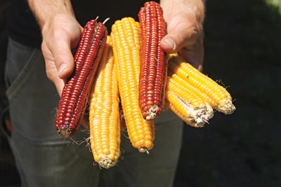 Abenaki flint corn grown by Songbird Farm