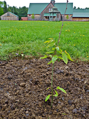 Chestnut tree planted at MOFGA's Common Ground Education Center