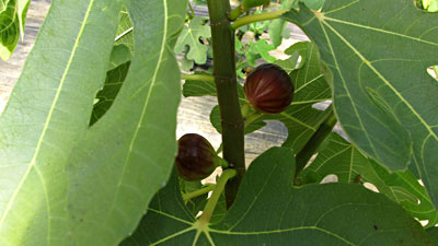 Ripe figs grown in Brooks, Maine.