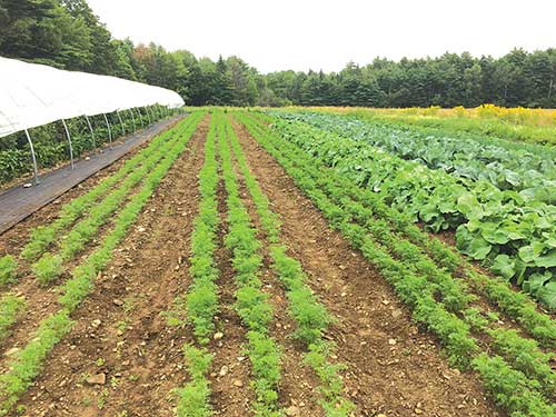 Vegetables grow in 150-foot rows in 42-inch-wide unraised beds.