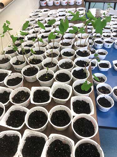 Students grow seedlings in the classroom at Harmony Elementary School.