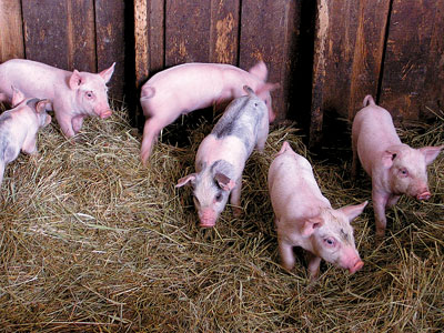 Piglet Litter