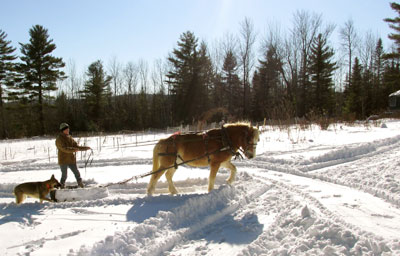 Horses play many important roles at Singing Nettle Farm. 