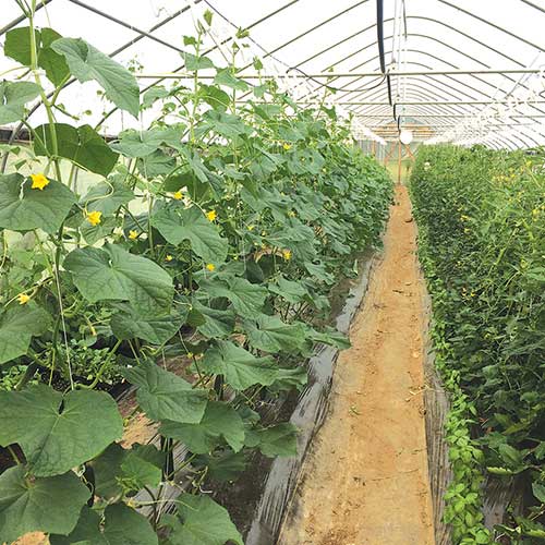 Late-season crops, including cucumbers, grow in one Ledgewood high tunnel.