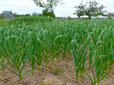 Garlic at MOFGA's Common Ground Education Center