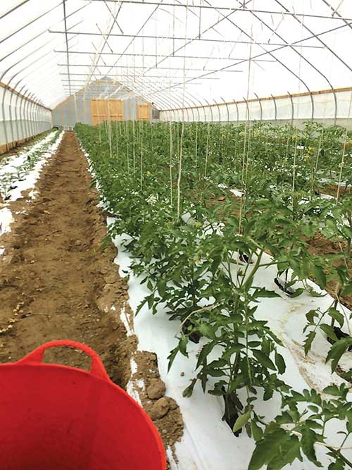 Tomatoes follow spring greens in a second Ledgewood high tunnel.