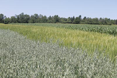 Grain growing at Songbird Farm