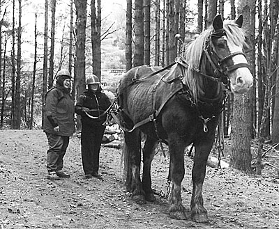 Belgian gelding Nick