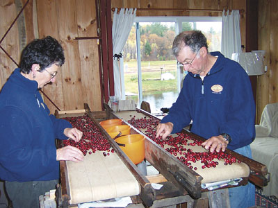 Sorting cranberries