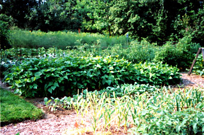 Beans on trellis wire