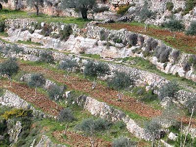 Terraces at Sataf in the Jerusalem Corridor. Photo courtesy of the Jewish National Fund.