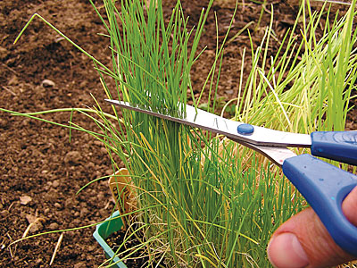 Trimming alliums