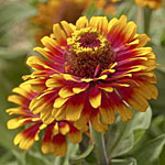 Zinnia 'Zowie! Yelloe Flame'