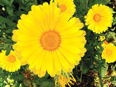 Calendula flower. Jean English photo