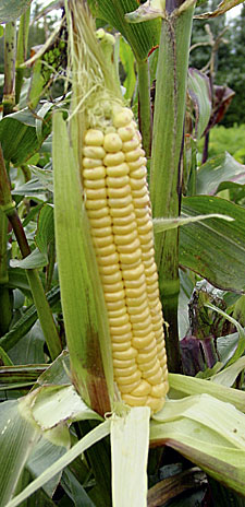 Dorinny Corn 