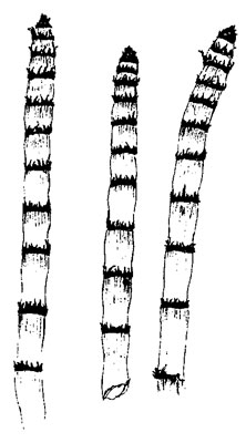 Equisetum hyemale