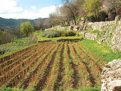 Terraces at Sataf in the Jerusalem Corridor. Photo courtesy of the Jewish National Fund.