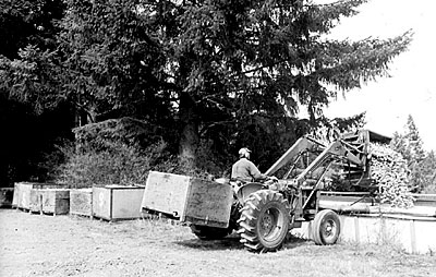 Loading apples for transport