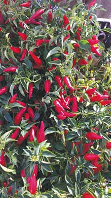 Matchbox pepper