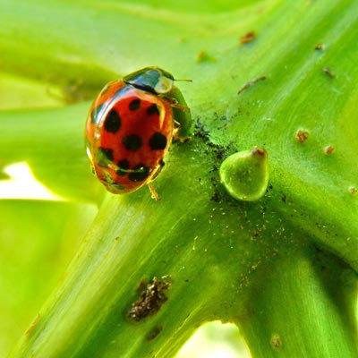 Ladybug Beneficial Insect -- Harvest to Table