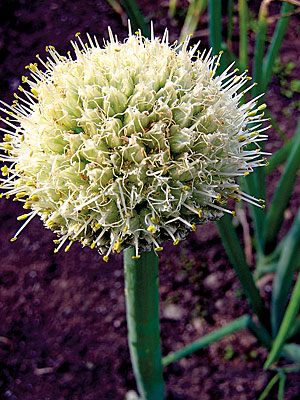 Flowering allium