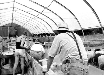 Meadowsweet Farm's "solar barn"