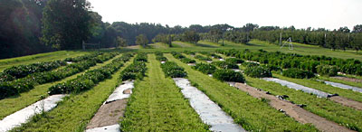 Sweet Potatoes and Plastic Mulch