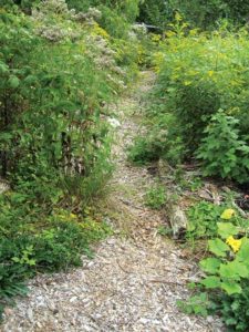 Boneset and goldenrod line the woodchip-mulched paths. Photo by Anneli Carter-Sundqvist