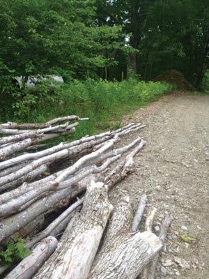 Woods road on land managed by Eli Berry